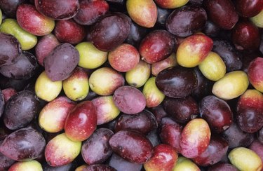 Freshly picked olives, (Full frame)