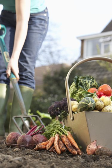 Unrecognizable person digging with pitchfork, low section, assorted vegetables in foreground