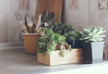 succulents in a wooden box