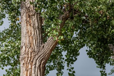 What's Up With All The White Fluff? Why Cottonwood Trees Are Seeding Like  Crazy This Year