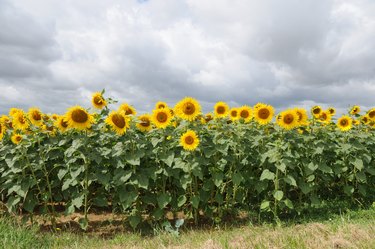 Row of bright Sunflowers in a field, Helianthus annuus