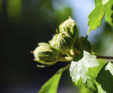 hazelnuts