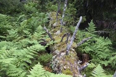 Wald-Frauenfarn, Athyrium filix-femina, lady fern