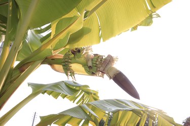 Banana blossom in morning.