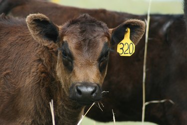 Blackeyed Calf