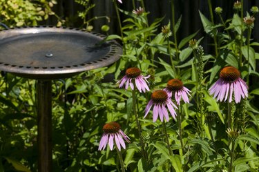 Cornflowers And Birdbath