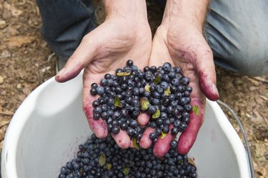 Picking blueberries