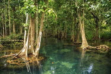 Mangrove forest