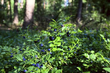 blueberry shrubs in the forest