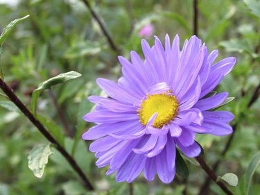 Delicate flower of aster