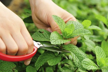 picking  mint