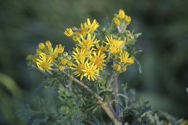 Ragwort Blossoms