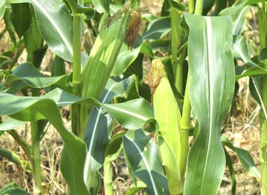 fresh corn plants