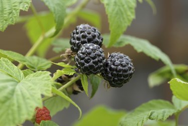 blackberries on a branch close-up