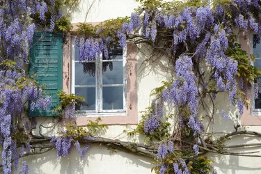 wisteria