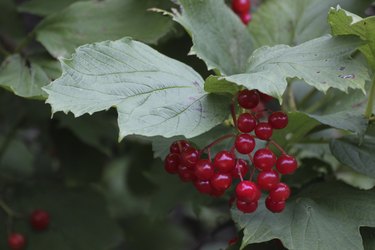 Guelder Rose