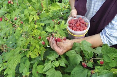 Senior woman picking ripe raspberrie