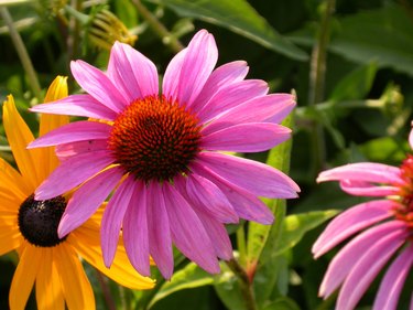 Purple Coneflower