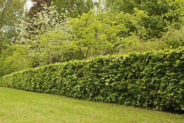 Hedge in formal garden.