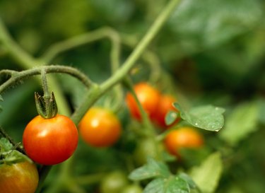 Tomato Plant