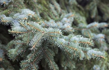 Evergreen branches of the Colorado blue spruce.