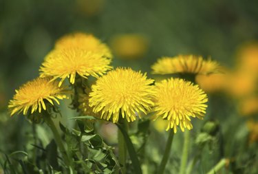 Blooming  dandelions