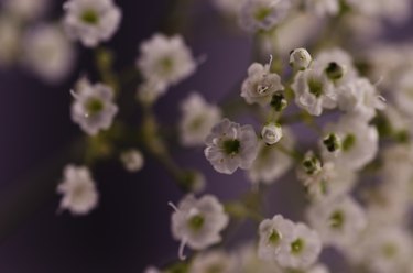 How to Dry Baby's Breath Flowers