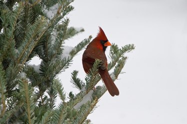 Cardinal in Fraser Fir