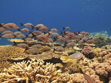 School of fish and coral Great Barrier Reef Australia