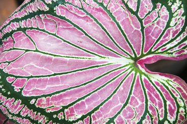 Caladium Leaf