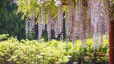 Spring flowers series, Wisteria trellis