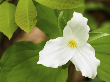 Trillium flower on the forest floor