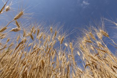 Golden barley against blue sky