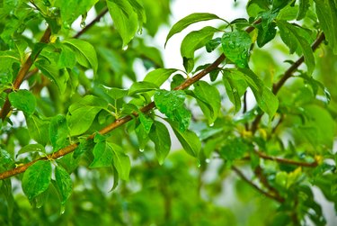 apricot branches