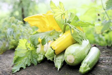 still life, zucchini