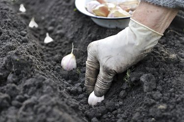 planting the garlic