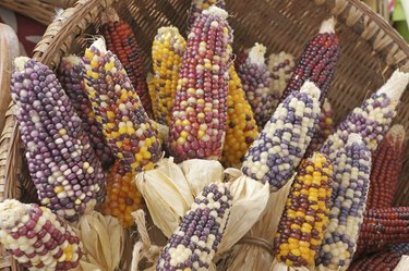 Colorful dried Indian Corn