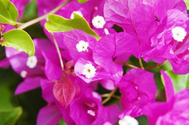 Close-up of bright pink Bougainvillaea.