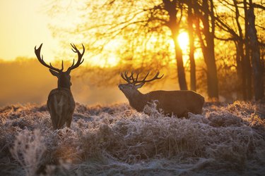 Red deer