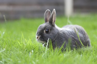 Baby Grey Rabbit in the Grass