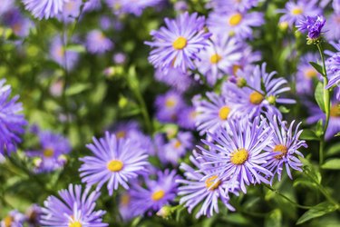 Purple aster bush