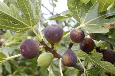 Figs