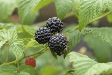 blackberries on a branch close-up