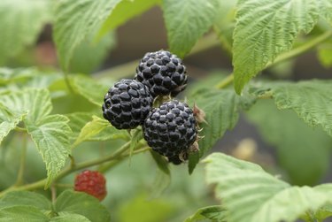 Edible White Berries From Native Plants