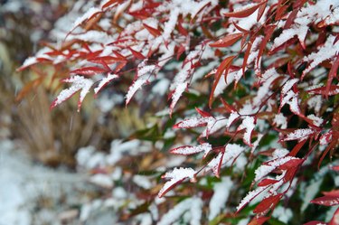 Nandina with snow