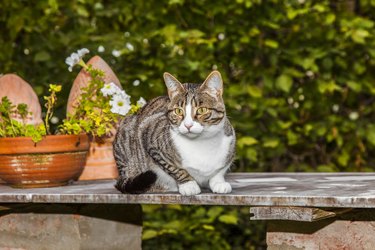 cat watching and hunting in the afternoon