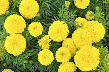 Marigold - Tagetes erecta L