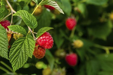 Ripe raspberries on a plant.