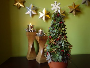 Succulent Christmas Tree in front of a green wall