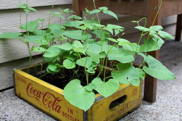 growing pole beans in conatiners